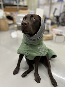 Koera vest (1 foto / 9)