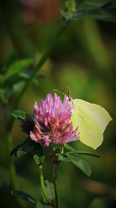 NIKON D300 + Carl Zeiss_Biometar 2.8/80 + palju veel (5 foto / 6)