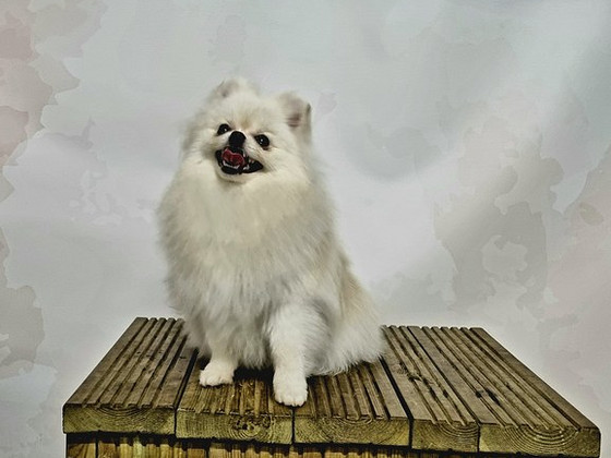 Pomeranian