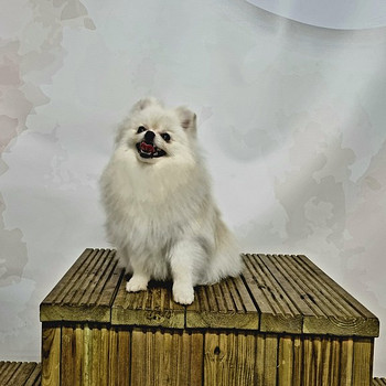Pomeranian