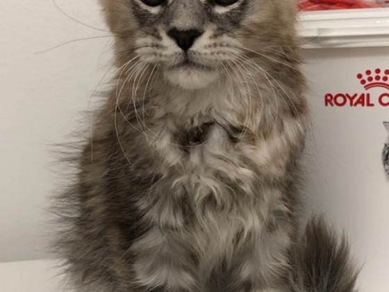 Mainecoon kissanpentu