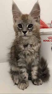 Mainecoon kissanpentu (1 valokuva sivusta 4)