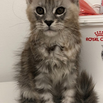 Mainecoon kissanpentu