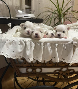 Maltankoira Malta Bichon Maltese (1 valokuva sivusta 3)