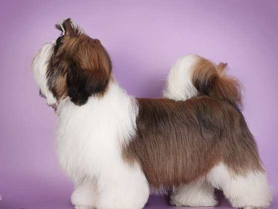 Shih tzu zēns