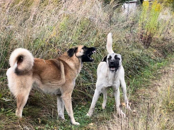 Turku kangals