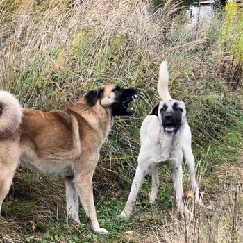 Turku kangals