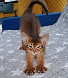 Абиссинские котята (2 фото из 5)