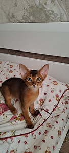 Абиссинские котята (3 фото из 5)