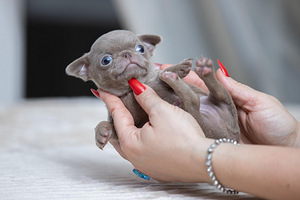 Imeilusad chihuahua kutsikad (9 foto / 10)