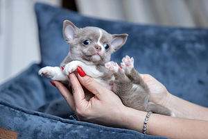 Imeilusad chihuahua kutsikad (4 foto / 10)