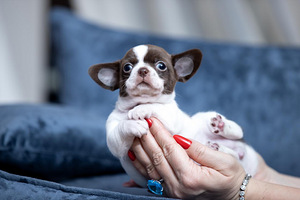 Imeilusad chihuahua kutsikad (10 foto / 10)