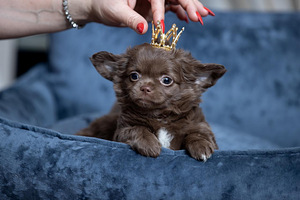 Imeilusad chihuahua kutsikad (3 foto / 10)