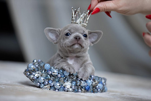 Imeilusad chihuahua kutsikad (2 foto / 10)