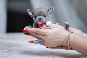 Imeilusad chihuahua kutsikad (5 foto / 10)