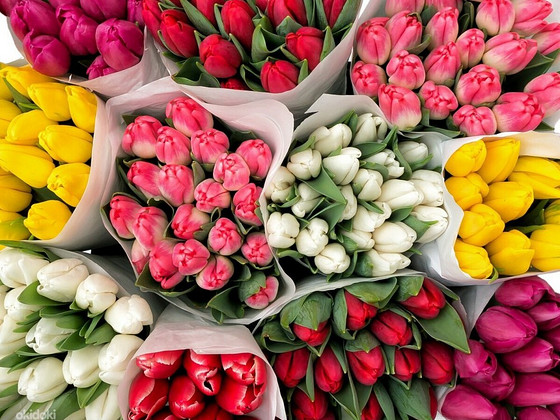 Tulp
