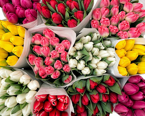 Tulp (1 foto / 1)