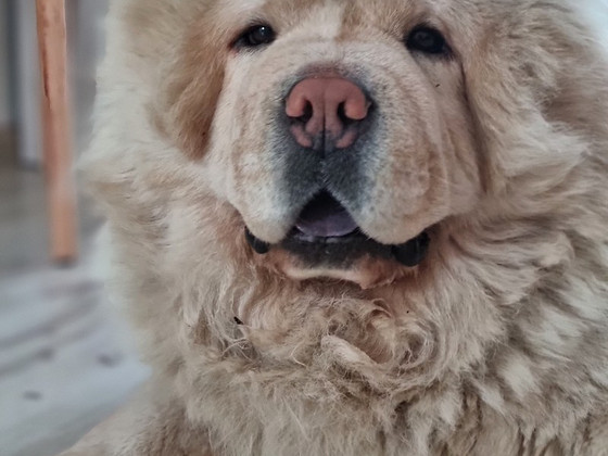 Chow chow