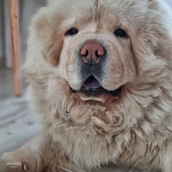 Chow chow