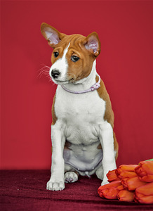 Basenji (3 foto no 4)