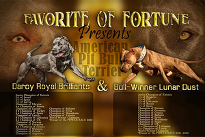 American pitbull terrier (1 valokuva sivusta 9)