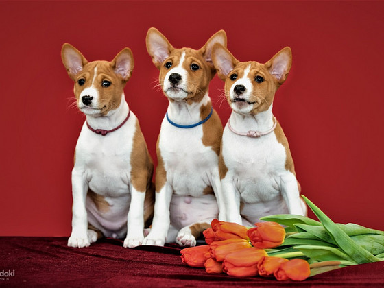 Basenji