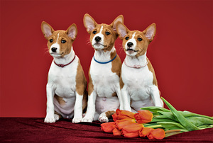 Basenji (1 foto no 5)