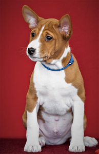 Basenji (2 foto no 5)