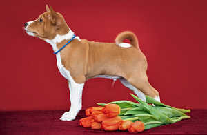 Basenji (3 foto no 5)