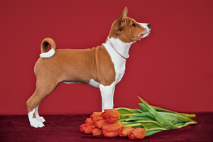 Basenji (5 foto no 5)