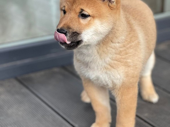 Shiba Inu kucēni puppies
