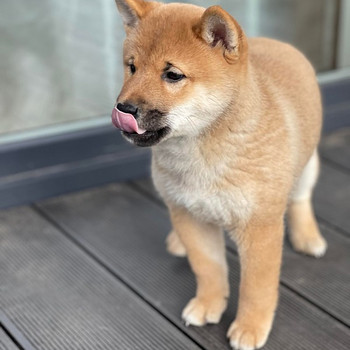 Shiba Inu kucēni puppies