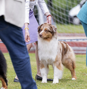 AUSTRALIAN SHEPHERDS (5 valokuva sivusta 10)