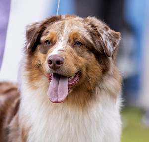 AUSTRALIAN SHEPHERDS (4 valokuva sivusta 10)