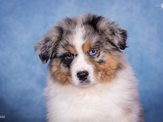 AUSTRALIAN SHEPHERDS