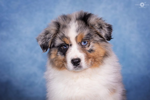 AUSTRALIAN SHEPHERDS (1 valokuva sivusta 10)