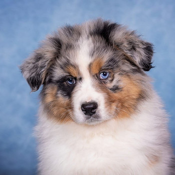 AUSTRALIAN SHEPHERDS