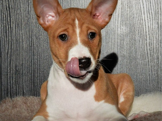 Basenji