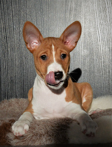 Basenji (1 foto no 5)
