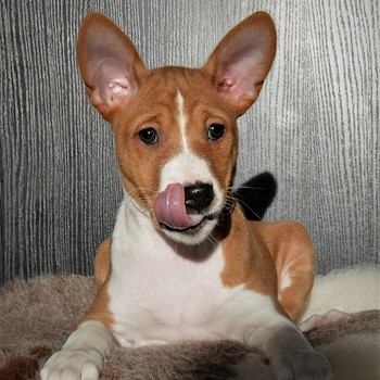 Basenji
