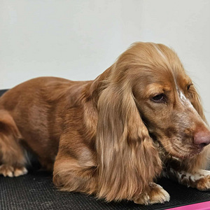 Grooming (8 foto / 9)