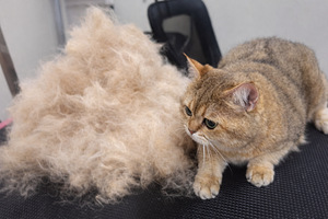 Grooming (2 foto / 9)