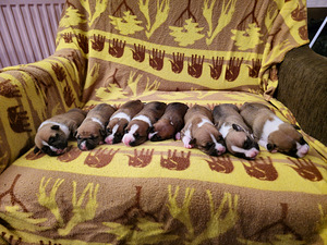 Rezervācijai pieejami amstaff kucēni (1 foto no 3)