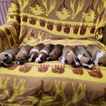 Rezervācijai pieejami amstaff kucēni