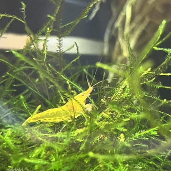 Желтые креветки (Neocaridina)