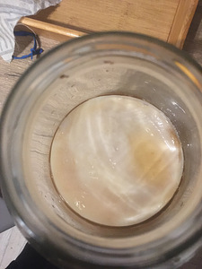 Kombucha, kambucha (6 foto / 7)