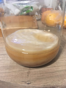 Kombucha, kambucha (1 foto / 7)