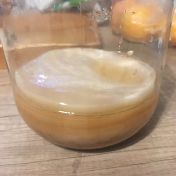 Чайный гриб, Kambucha