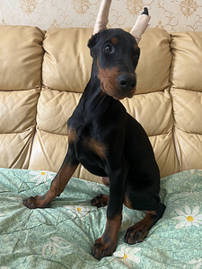 Dobermanas (1 nuotrauka iš 3)