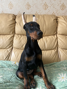Dobermanas (2 nuotrauka iš 3)